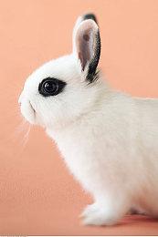 《塞尔达传说：梅祖拉的假面》高清材质MOD发布